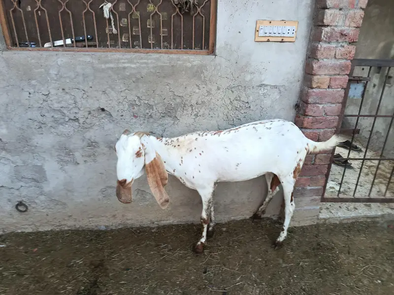 goat for sale — photo 5