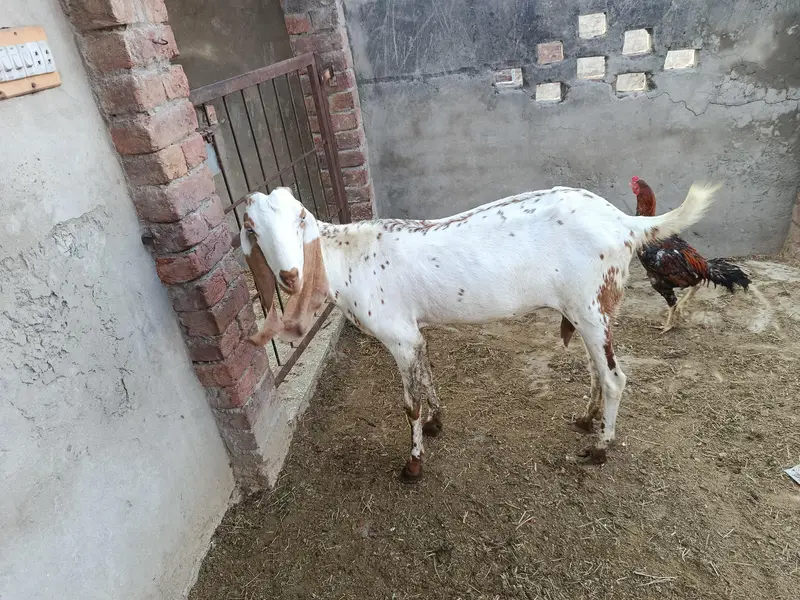 goat for sale — photo 6