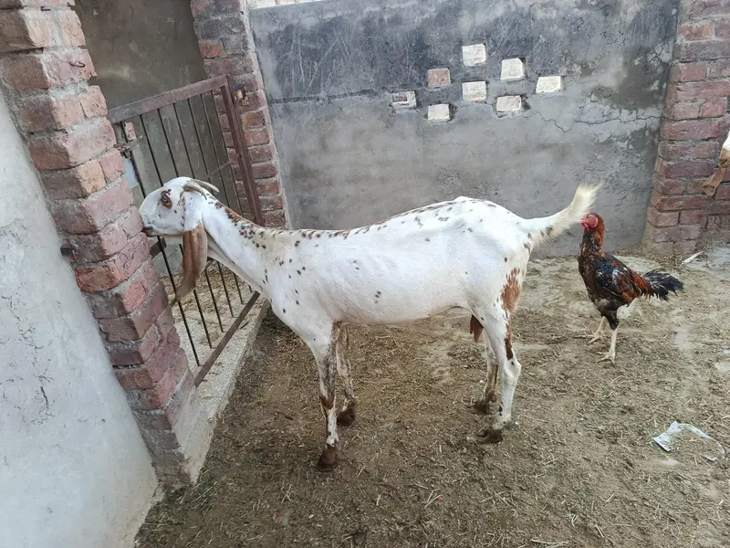 goat for sale — photo 7
