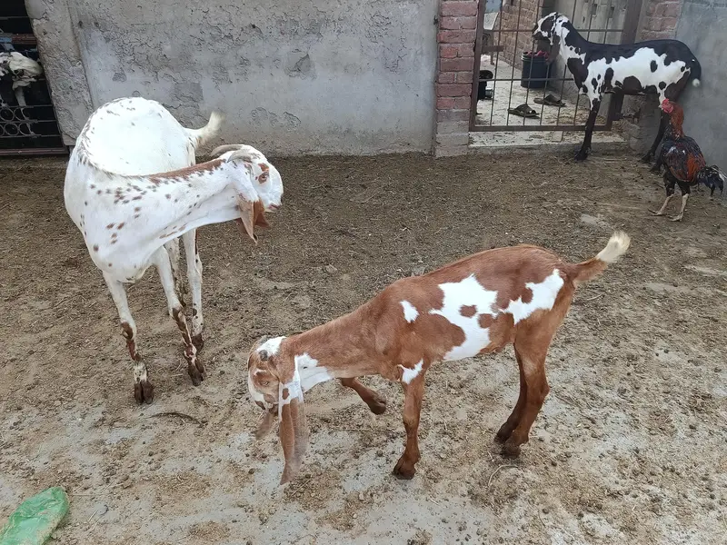 goat for sale — photo 8