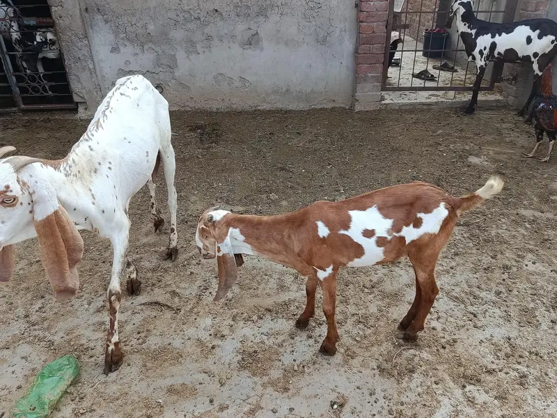 goat for sale — photo 9