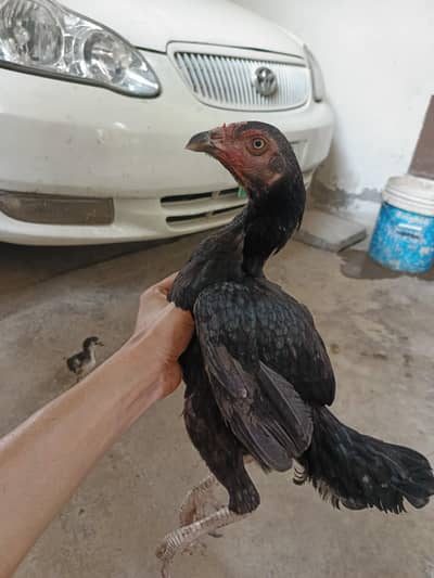 Aseel Hen + 1 chick