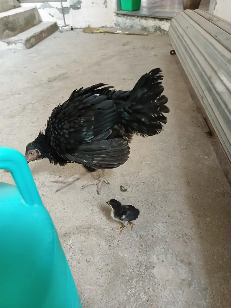 Aseel Hen + 1 chick — photo 2