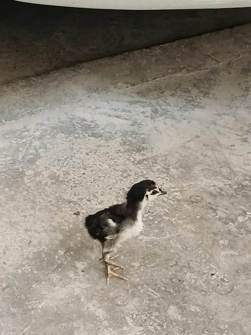 Aseel Hen + 1 chick — photo 3