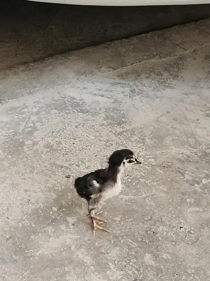 Aseel Hen + 1 chick — photo 4