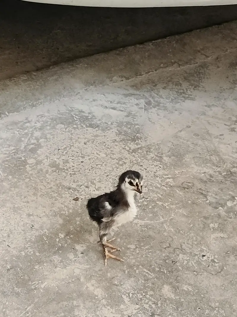 Aseel Hen + 1 chick — photo 5