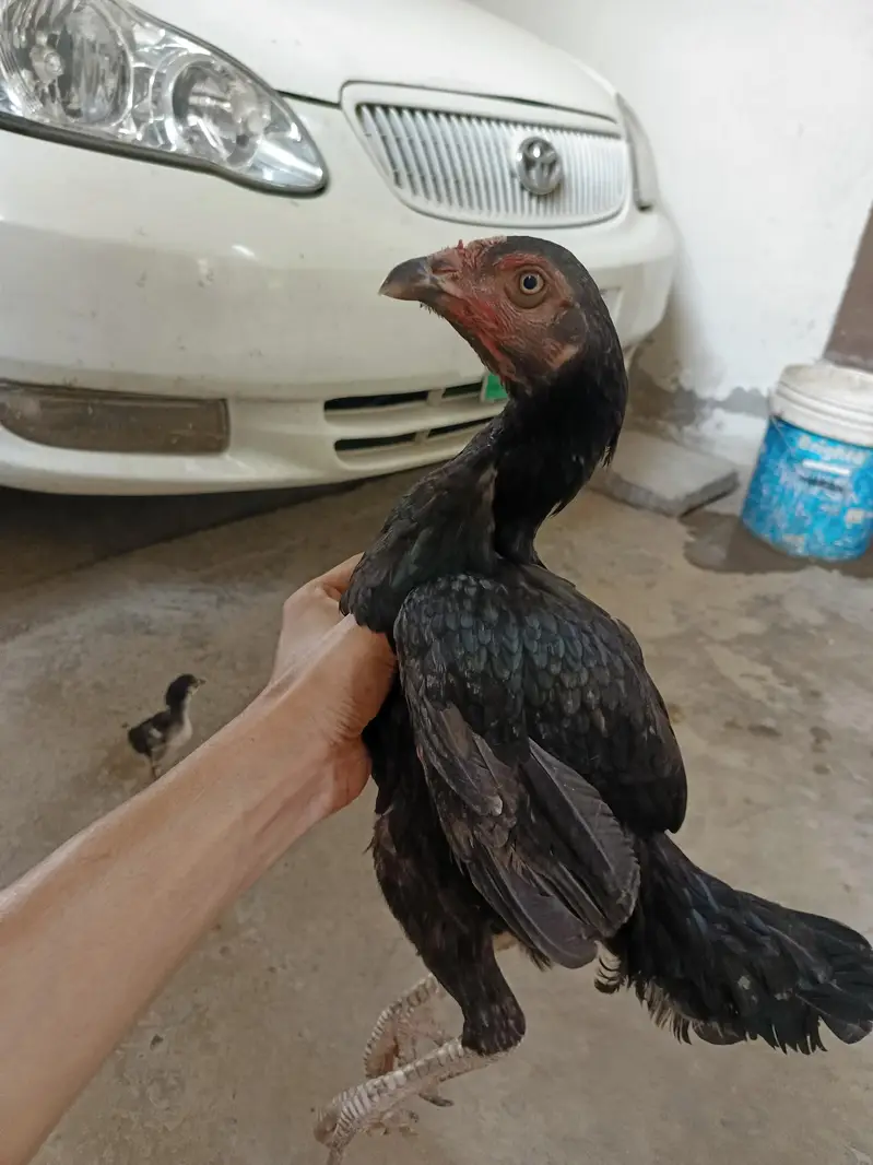 Aseel Hen + 1 chick — photo 6