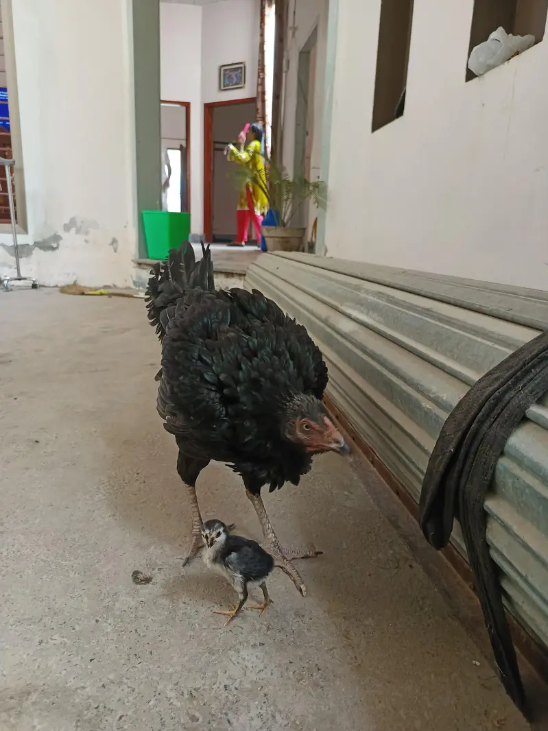Aseel Hen + 1 chick — photo 7