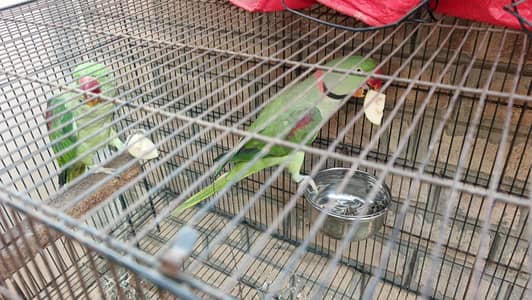 Raw Parrot for Sale r Exchanged