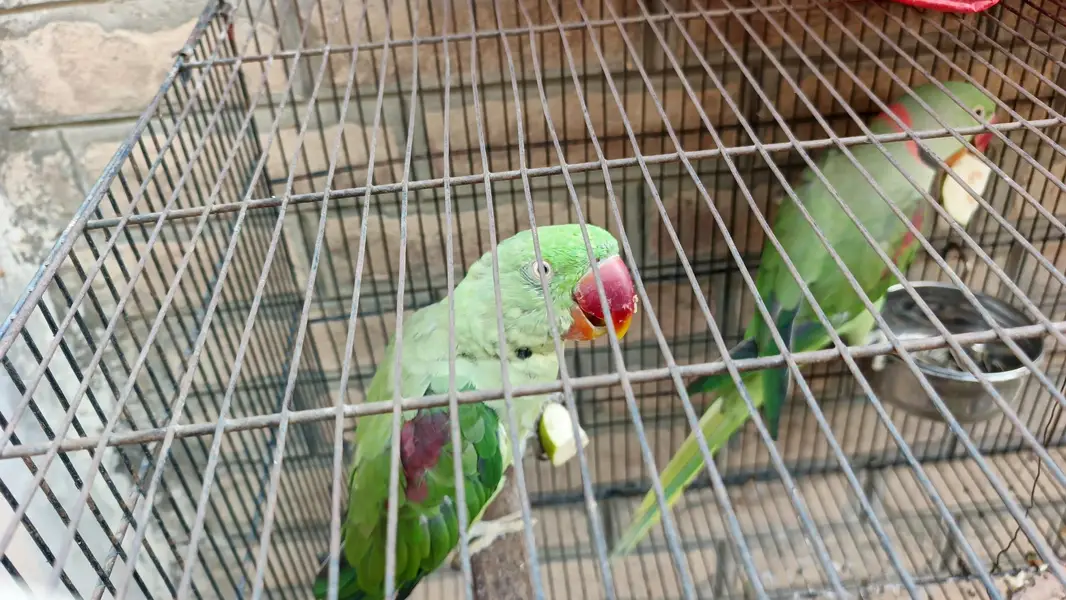 Raw Parrot for Sale r Exchanged — photo 2