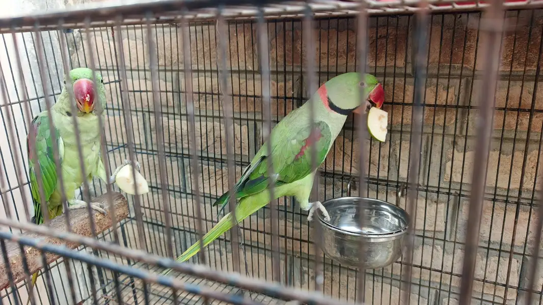 Raw Parrot for Sale r Exchanged — photo 3