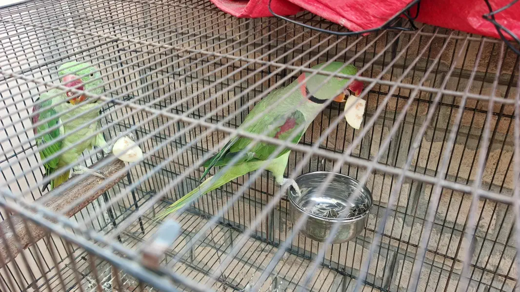Raw Parrot for Sale r Exchanged — photo 4