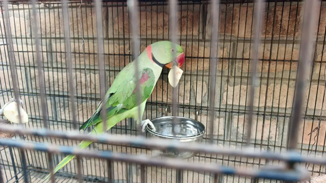 Raw Parrot for Sale r Exchanged — photo 5