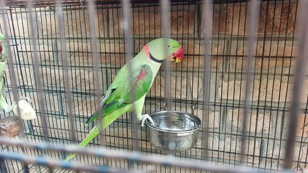 Raw Parrot for Sale r Exchanged — photo 6