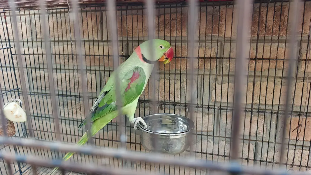 Raw Parrot for Sale r Exchanged — photo 7