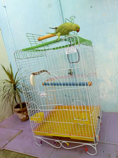 parrot with jumbo cage