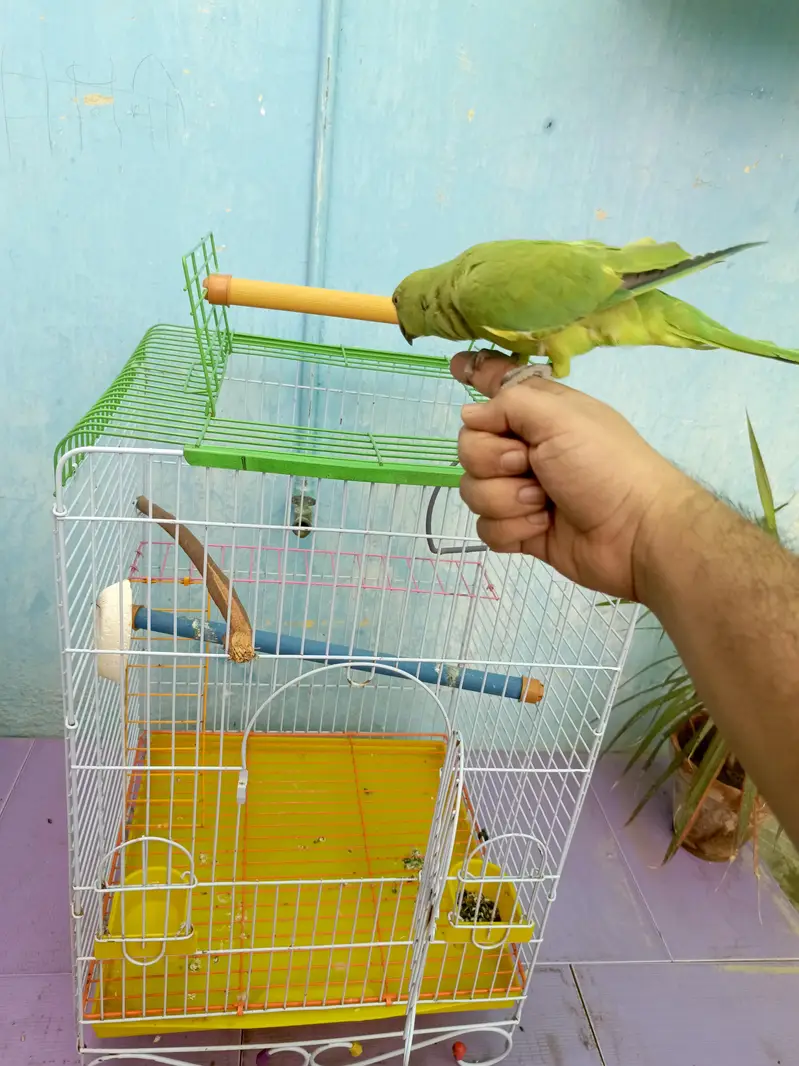 parrot with jumbo cage — photo 2