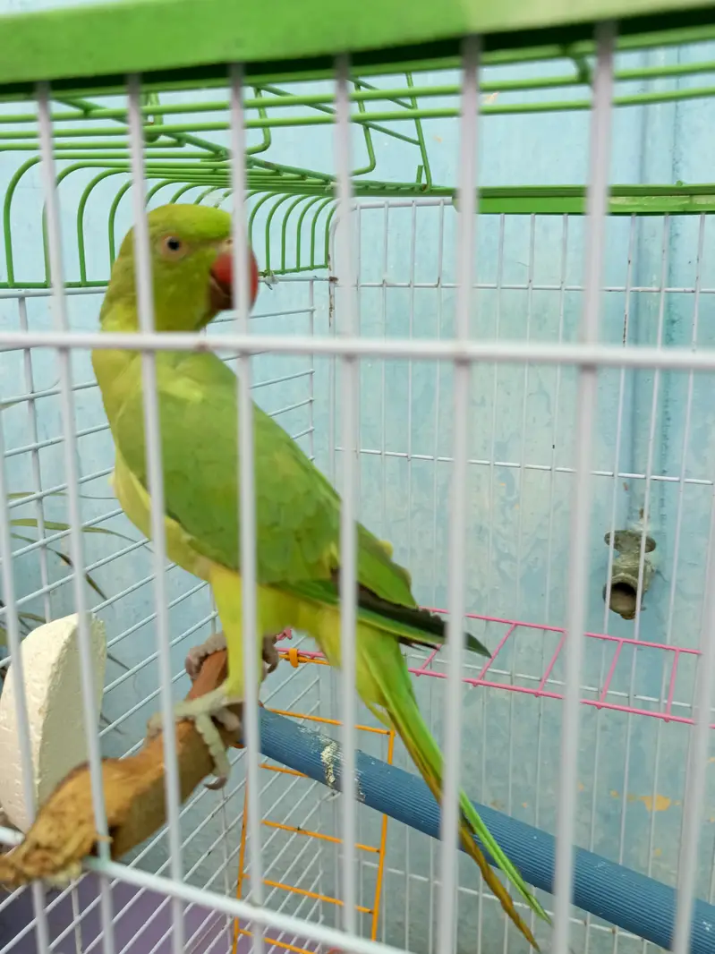 parrot with jumbo cage — photo 3