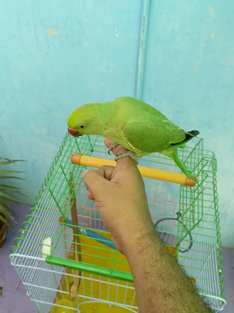 parrot with jumbo cage — photo 4
