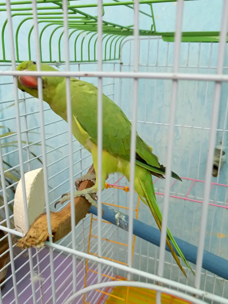 parrot with jumbo cage — photo 5