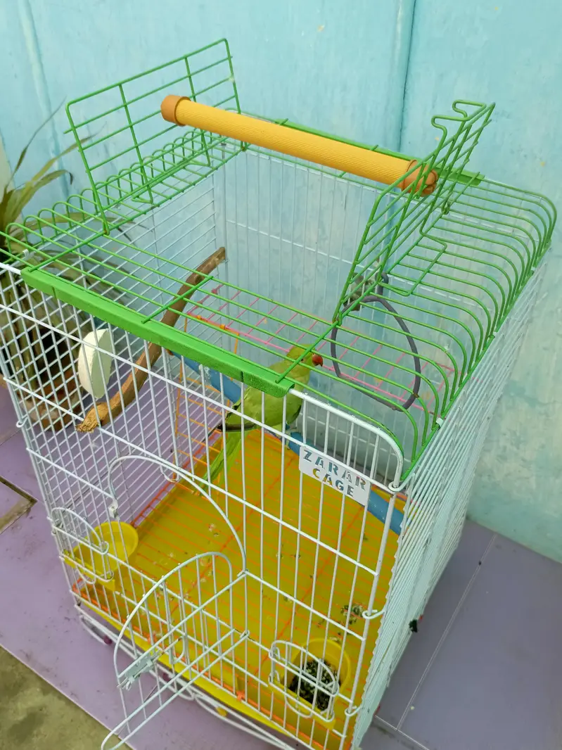 parrot with jumbo cage — photo 6