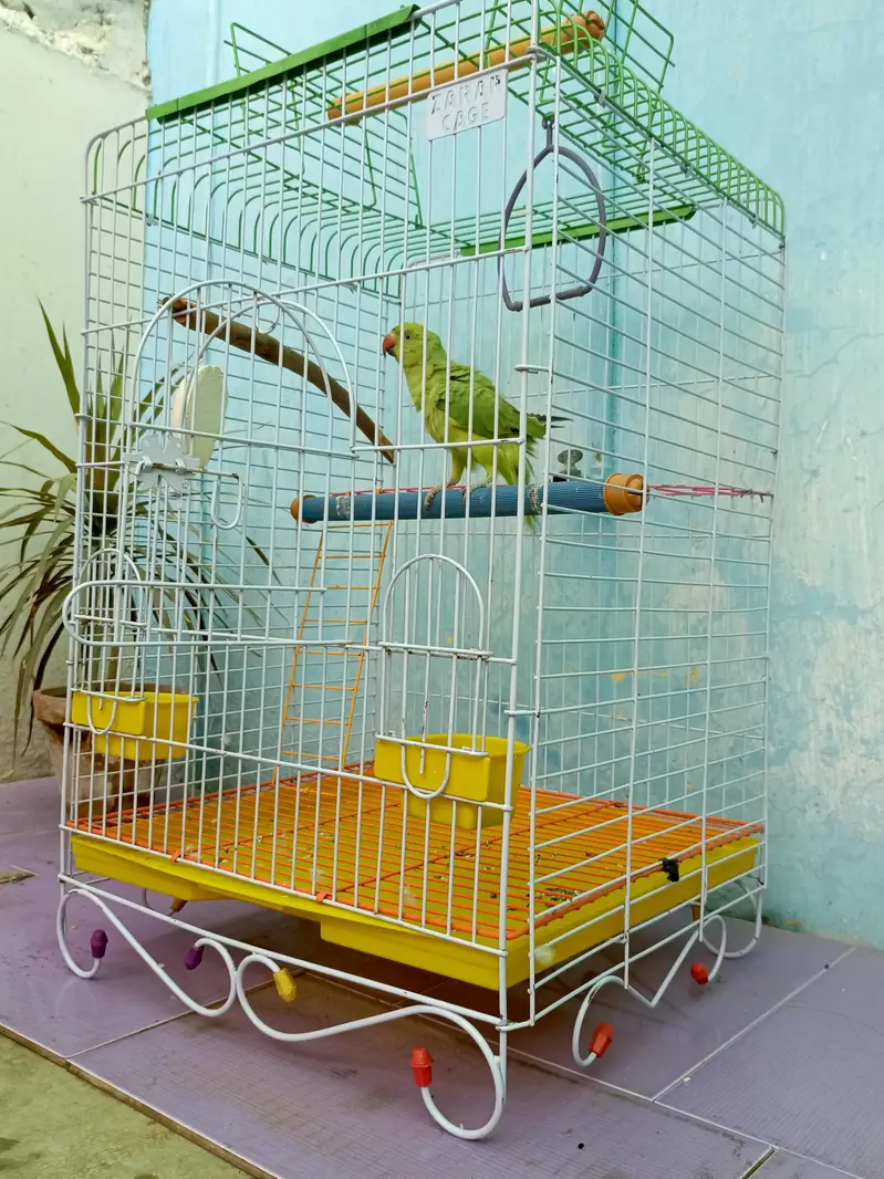 parrot with jumbo cage — photo 7