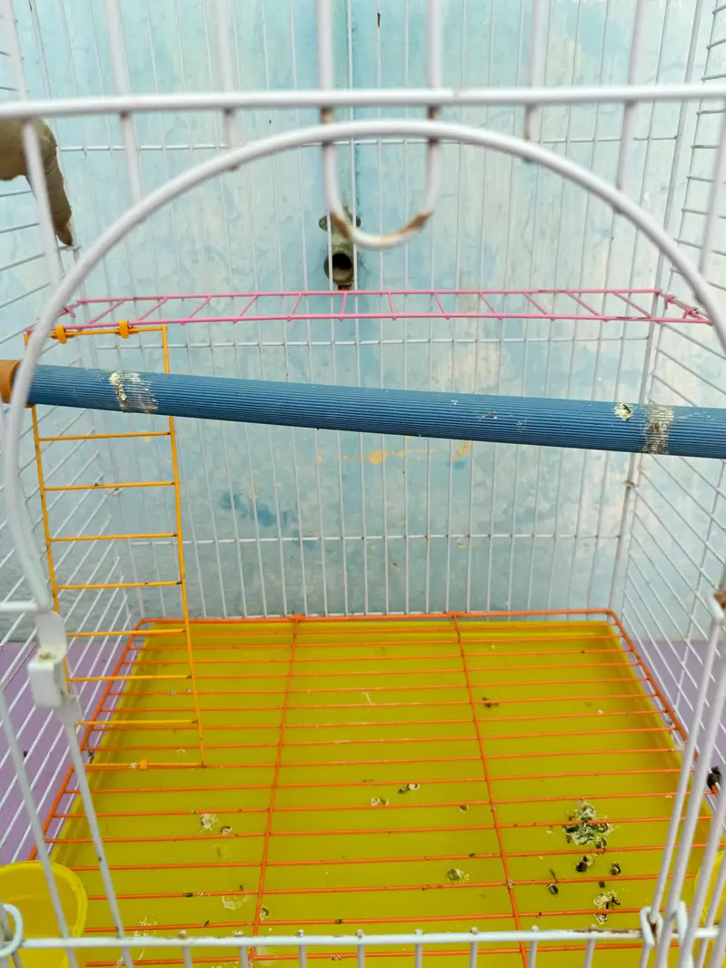 parrot with jumbo cage — photo 8