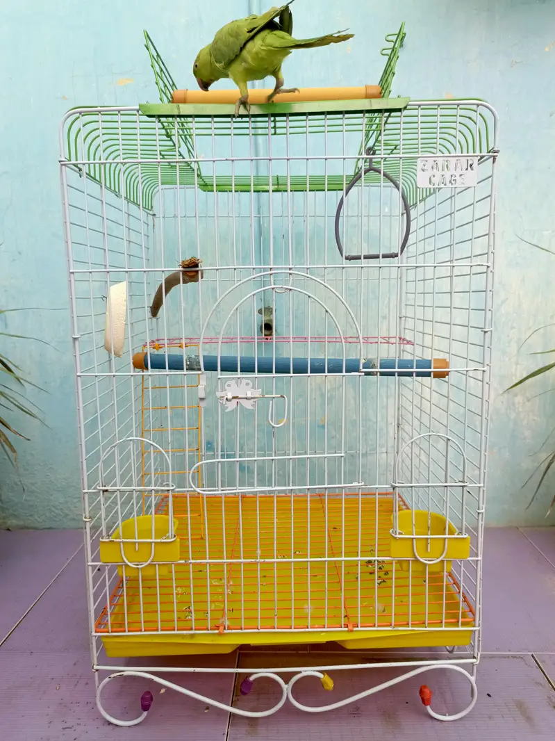 parrot with jumbo cage — photo 9