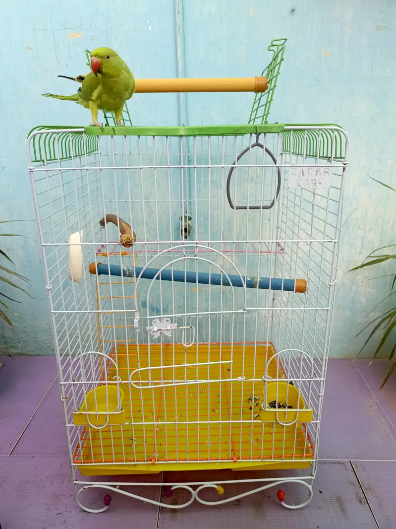 parrot with jumbo cage — photo 10