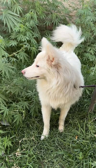 Russian Spitz Female