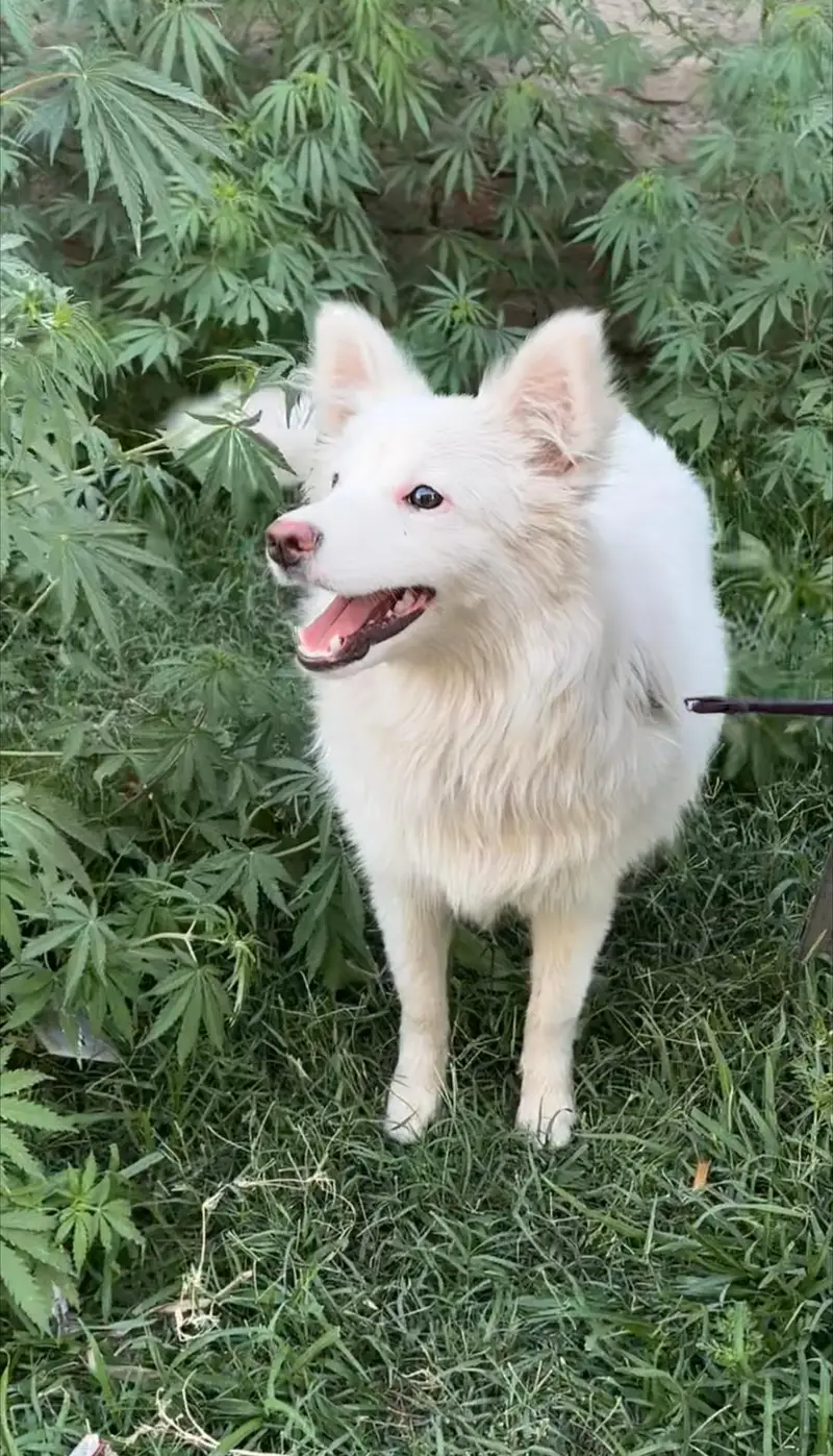 Russian Spitz Female — photo 2