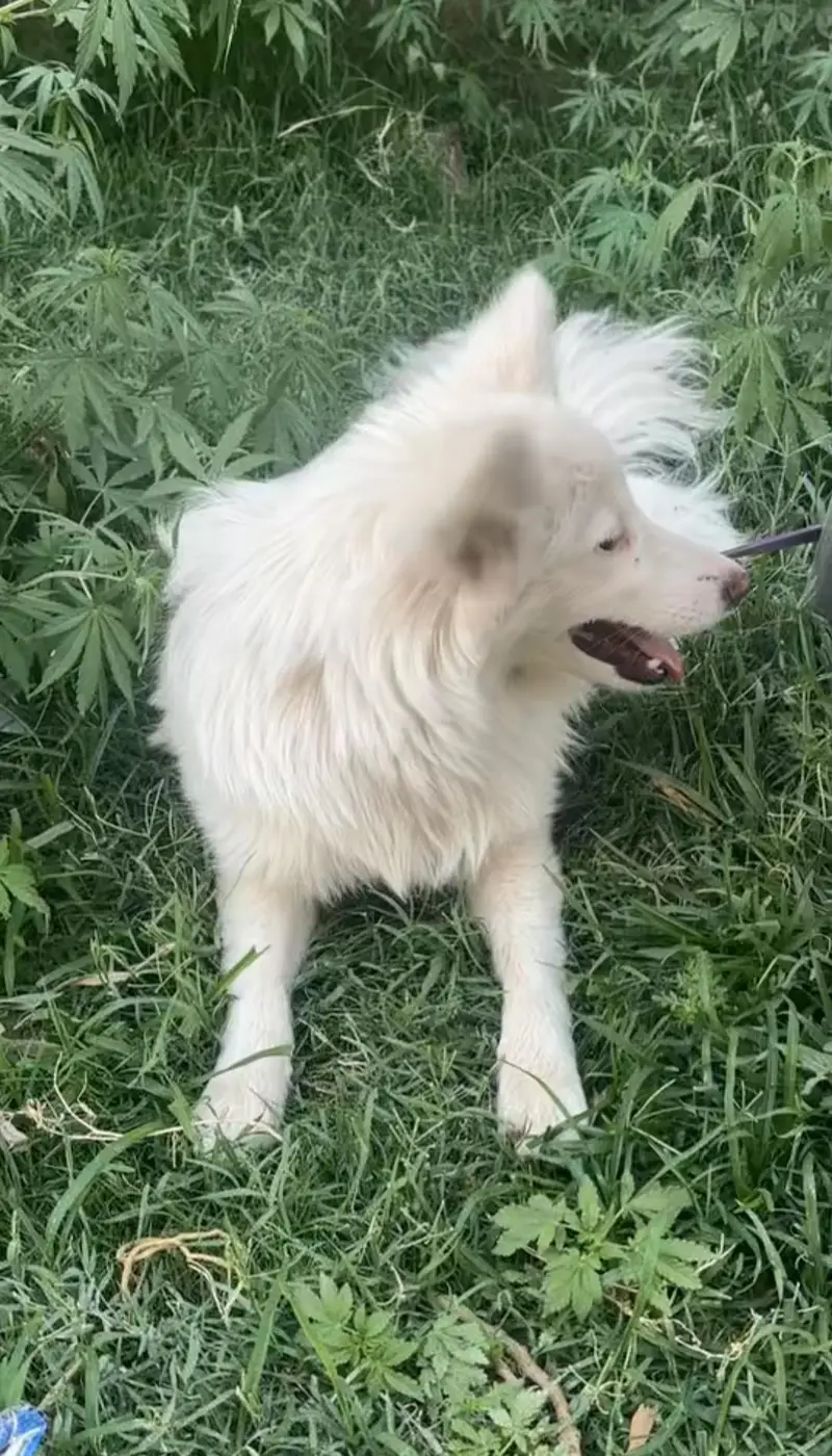 Russian Spitz Female — photo 3