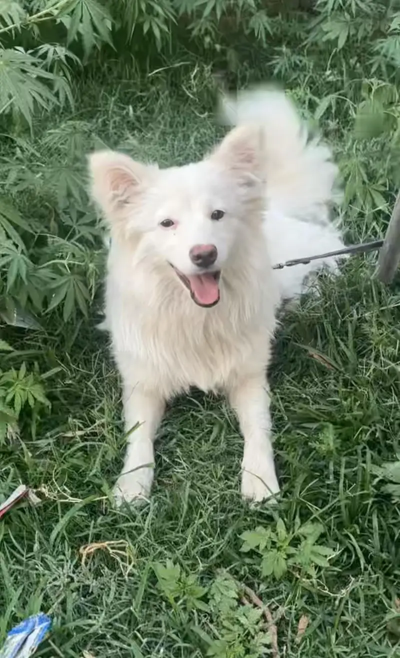 Russian Spitz Female — photo 4