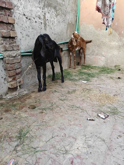 pair goats  dasi