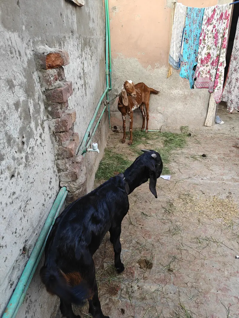 pair goats  dasi — photo 2