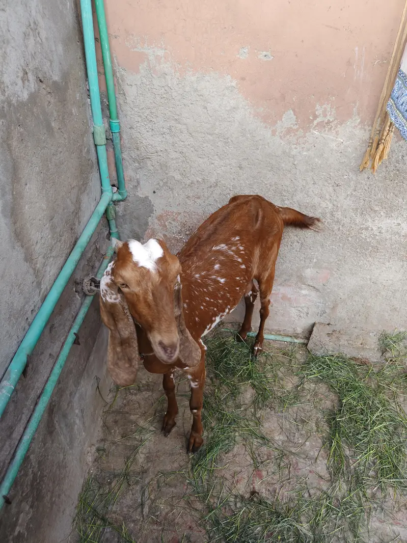 pair goats  dasi — photo 3