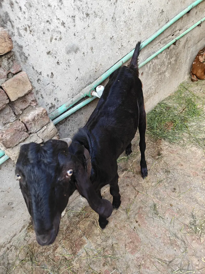 pair goats  dasi — photo 4