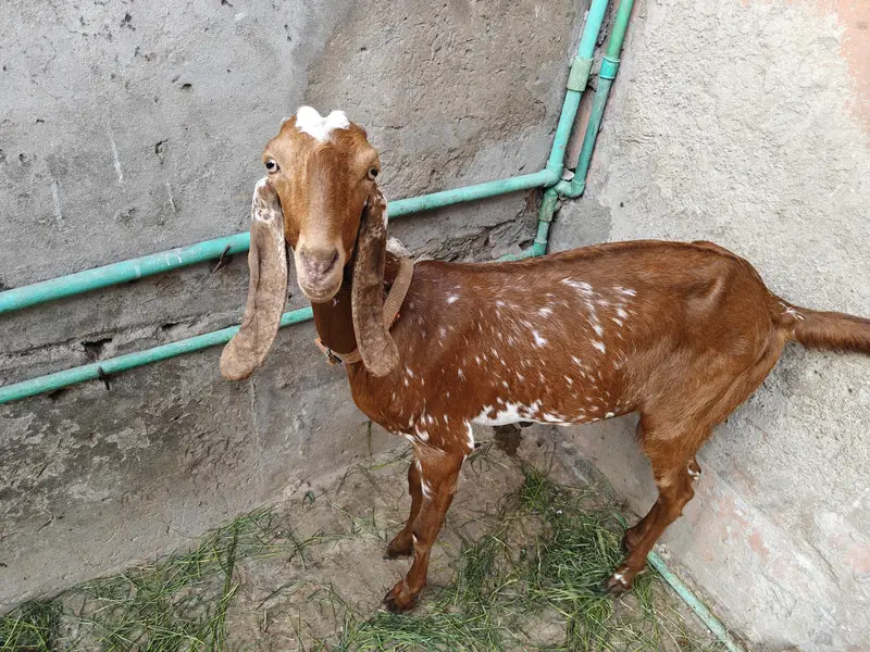 pair goats  dasi — photo 5