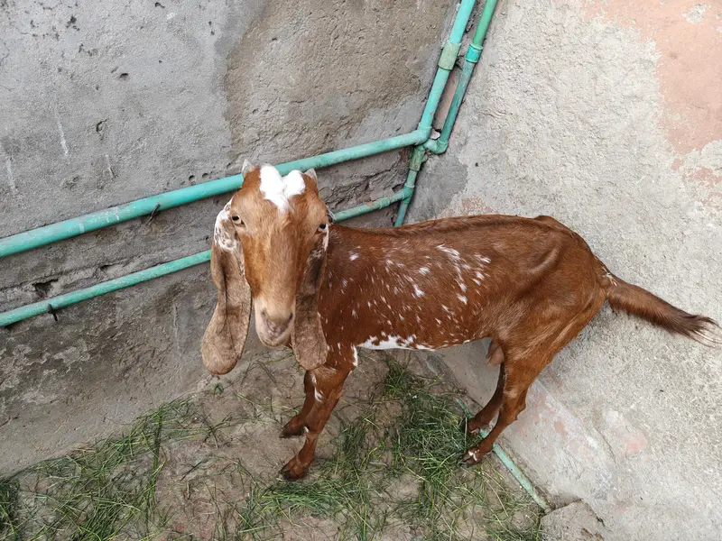 pair goats  dasi — photo 6