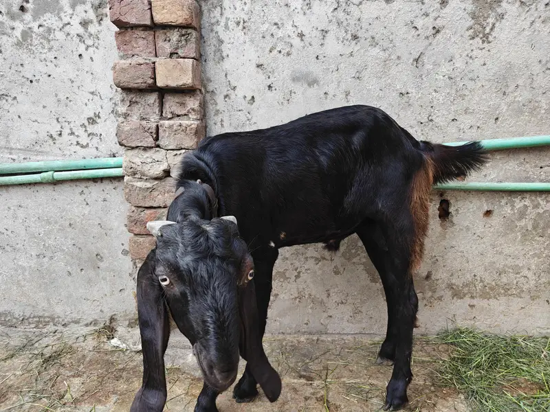 pair goats  dasi — photo 7