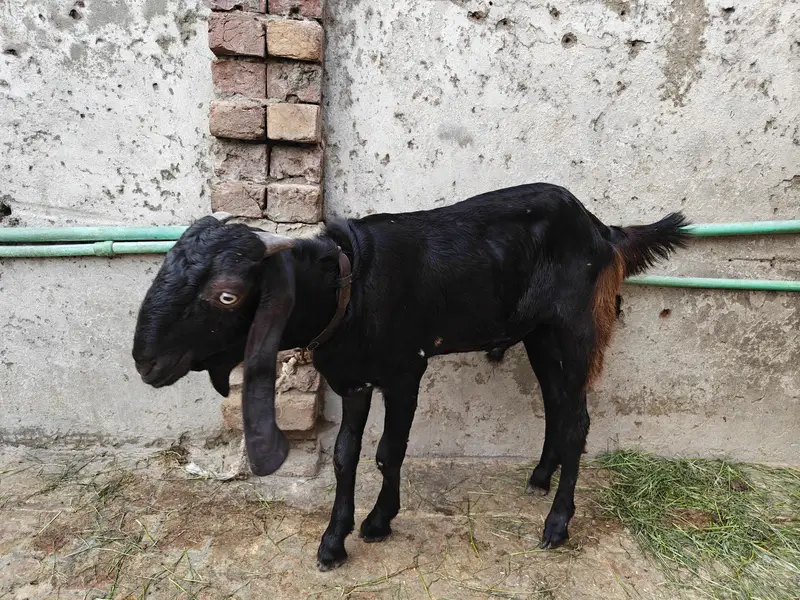 pair goats  dasi — photo 8