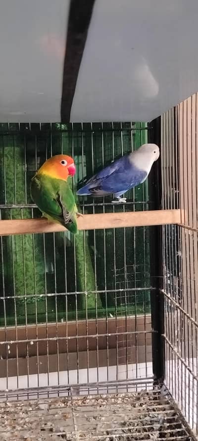 lovebirds setup