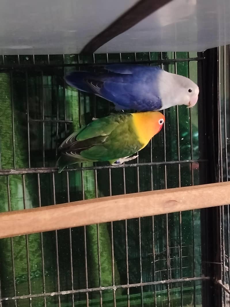 lovebirds setup 2