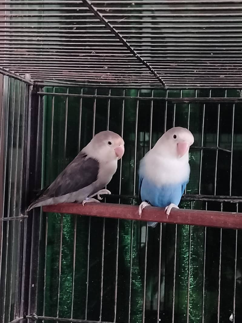 lovebirds setup 3