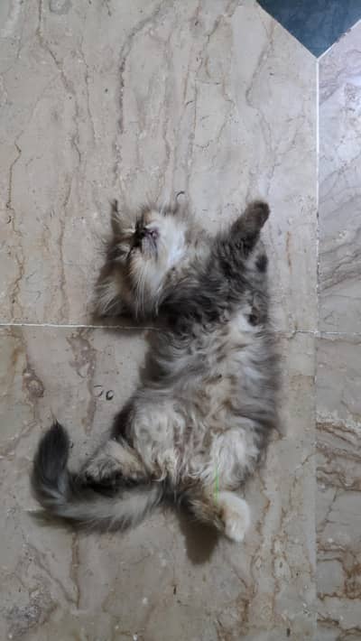 Pure Persian Triple coated  tabby pattern kitten looking for new home