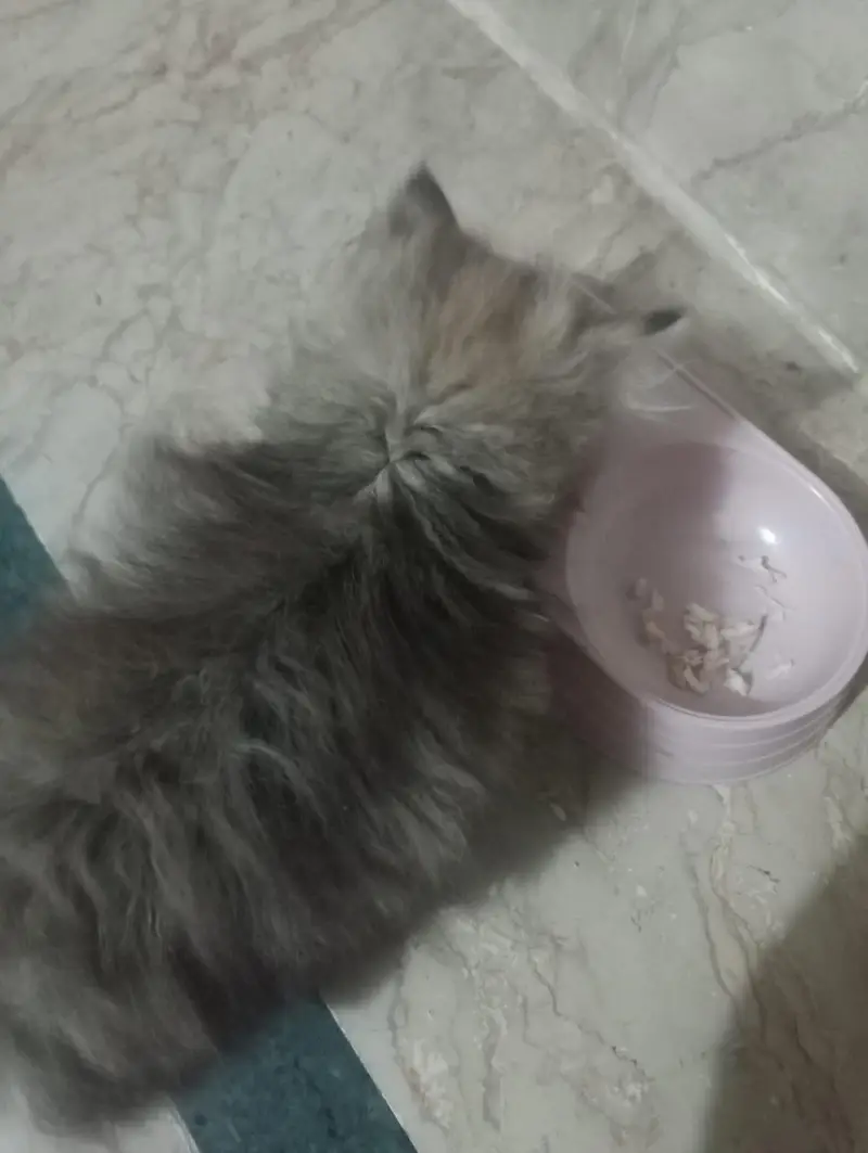 Pure Persian Triple coated  tabby pattern kitten looking for new home — photo 2