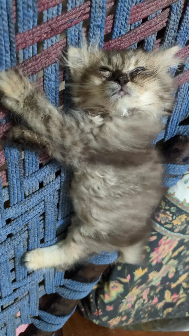 Pure Persian Triple coated  tabby pattern kitten looking for new home — photo 3