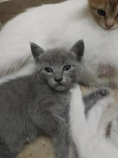 kittens for adoption