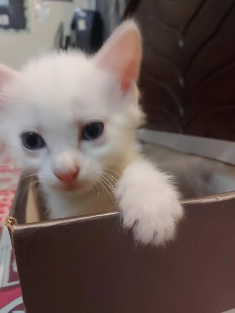 kittens for adoption — photo 5