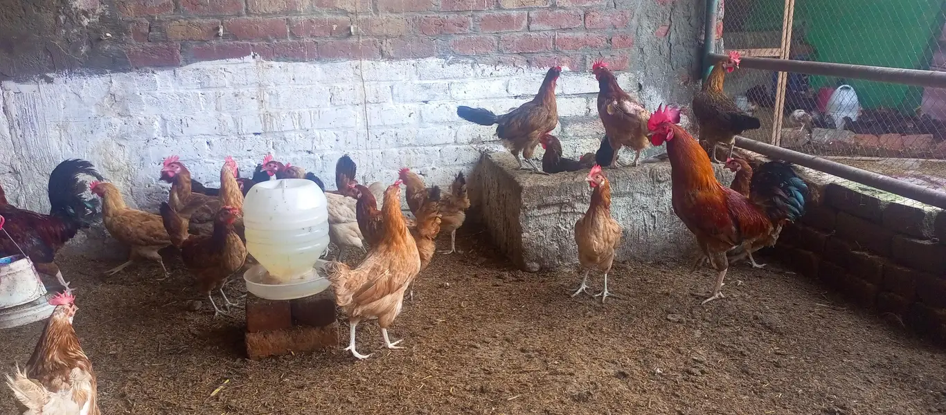 Eggs laying hen/Golden misri hen/breeder golden misri — photo 2